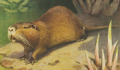 Coypu by Alfred Brehm